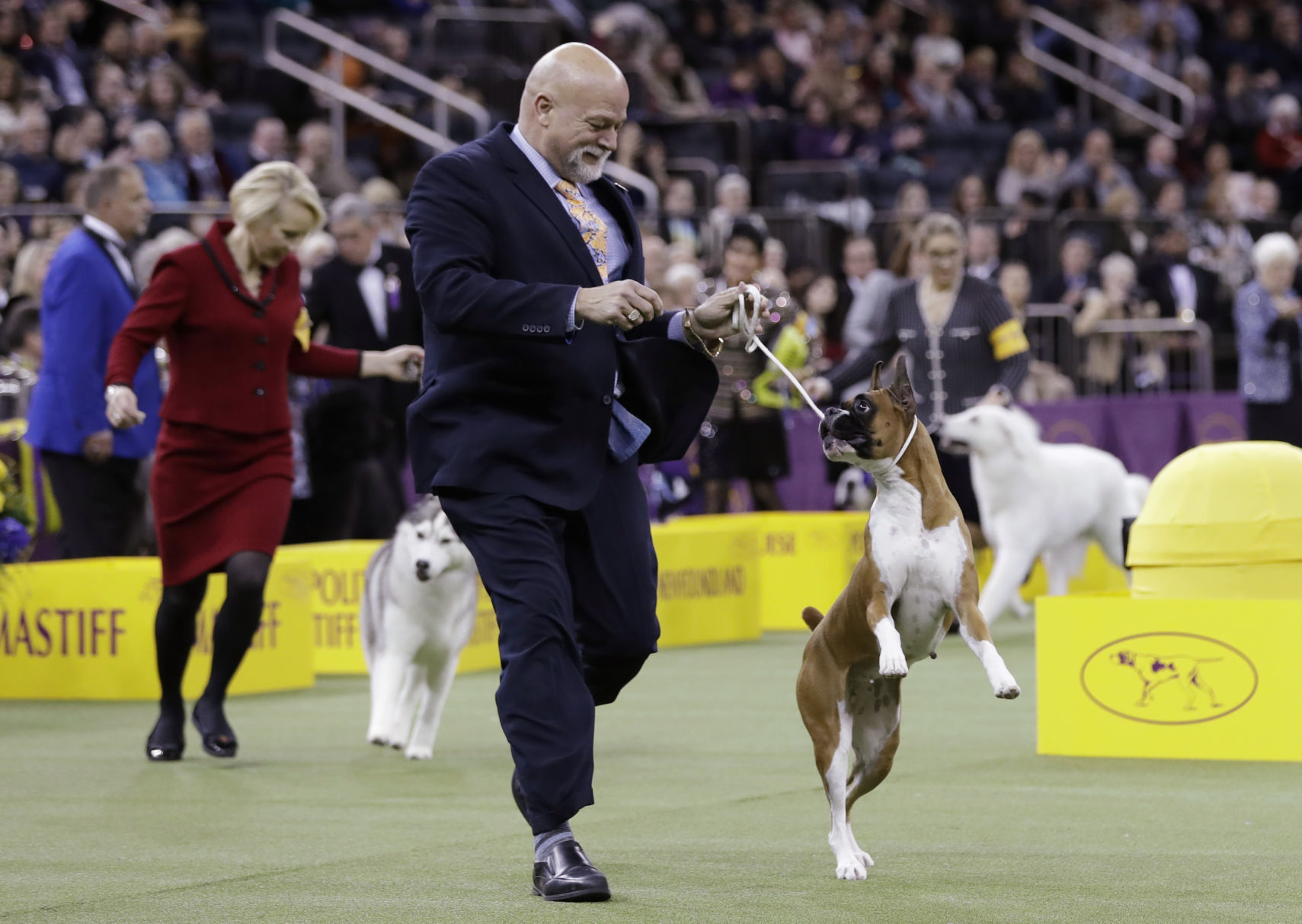 Westminster Dog Show